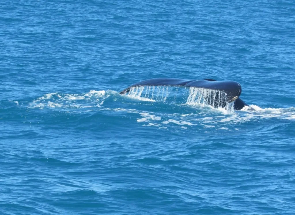Abrolhos Islands