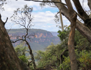 Blue Mountains National Park 1