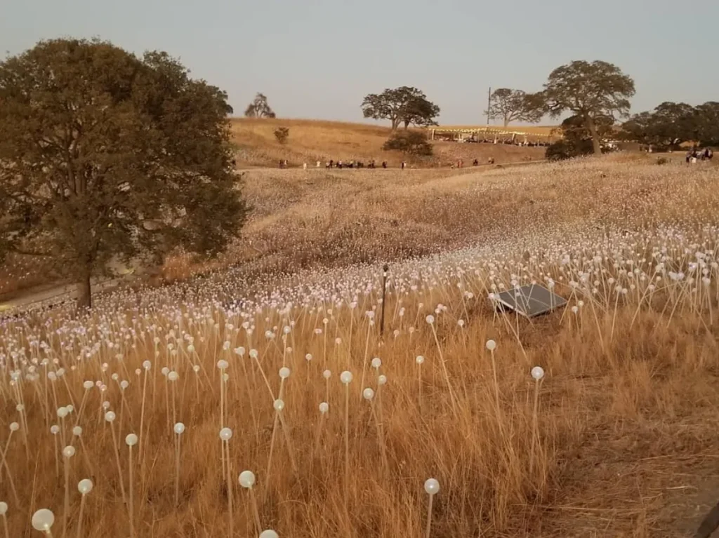 Field of Light