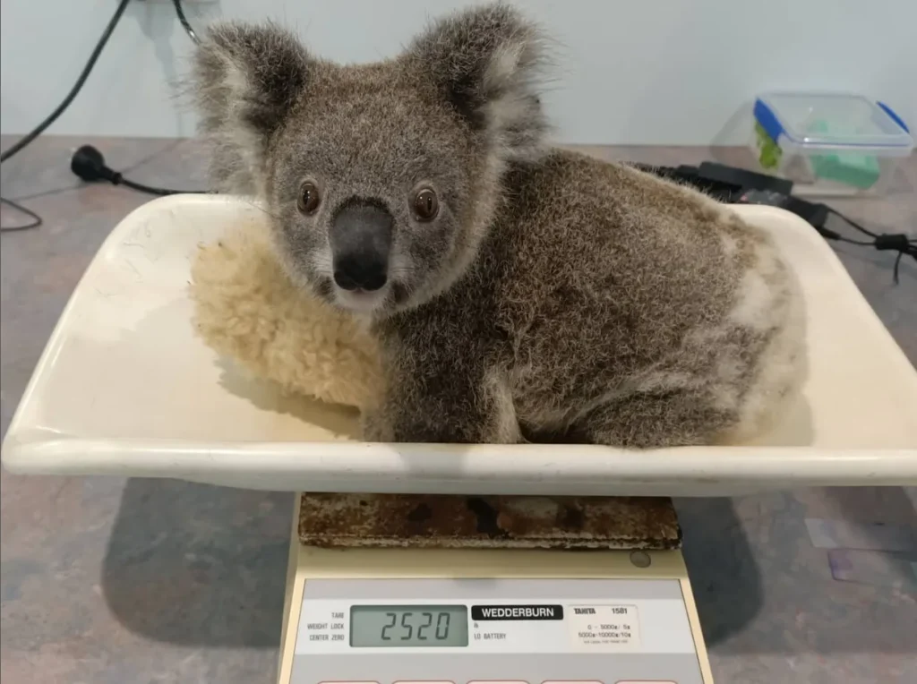 Koala Hospital Port Macquarie