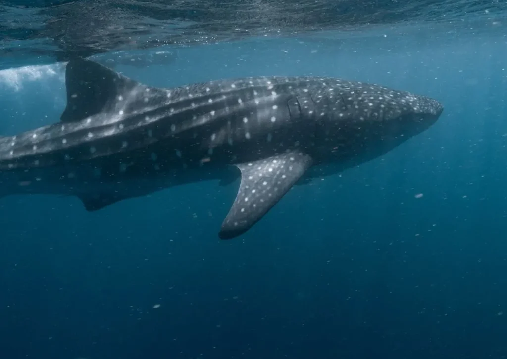 Ningaloo Reef