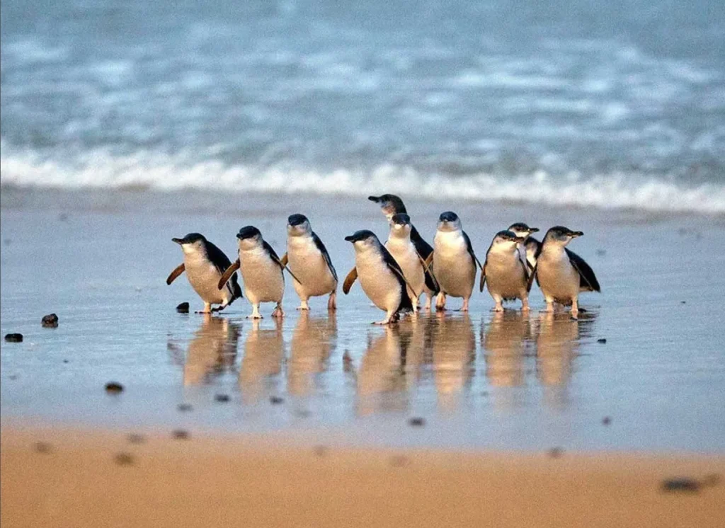 Phillip Island