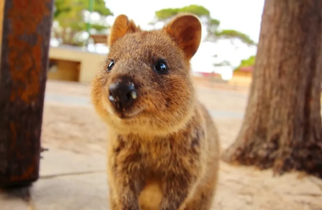 Rottnest Island