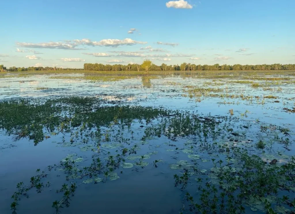 Yellow Water Billabong