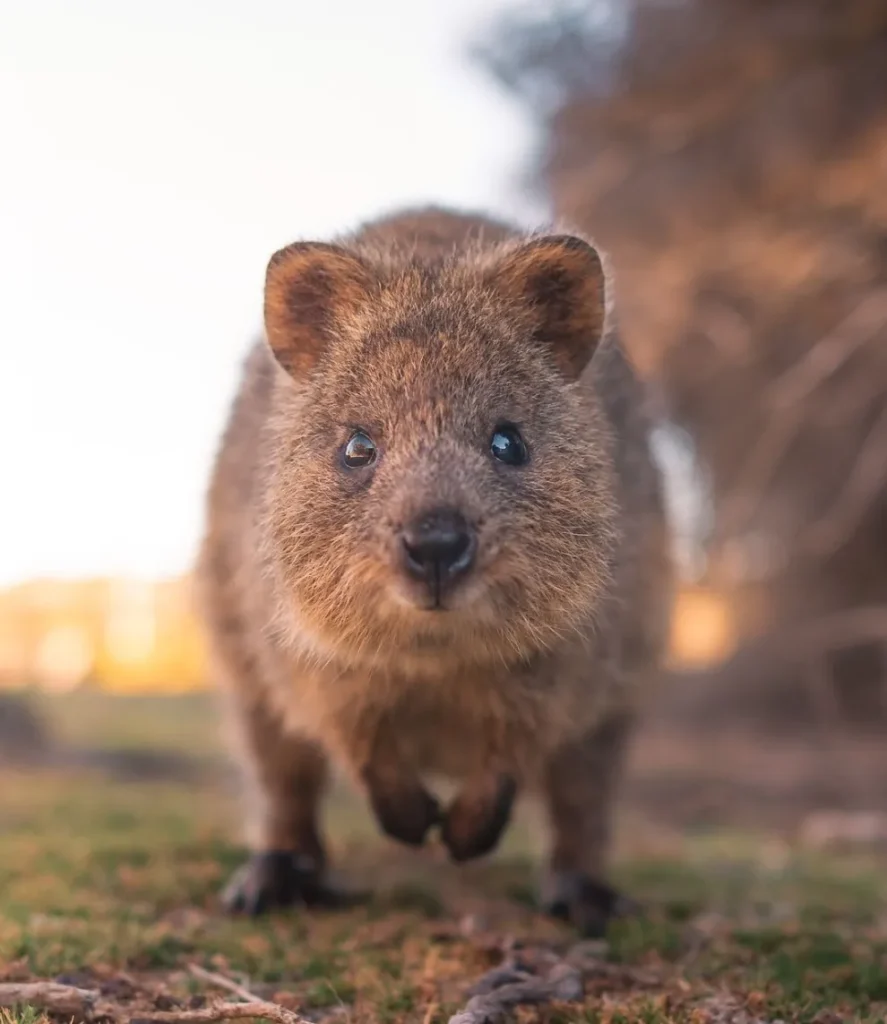 Rottnest Island