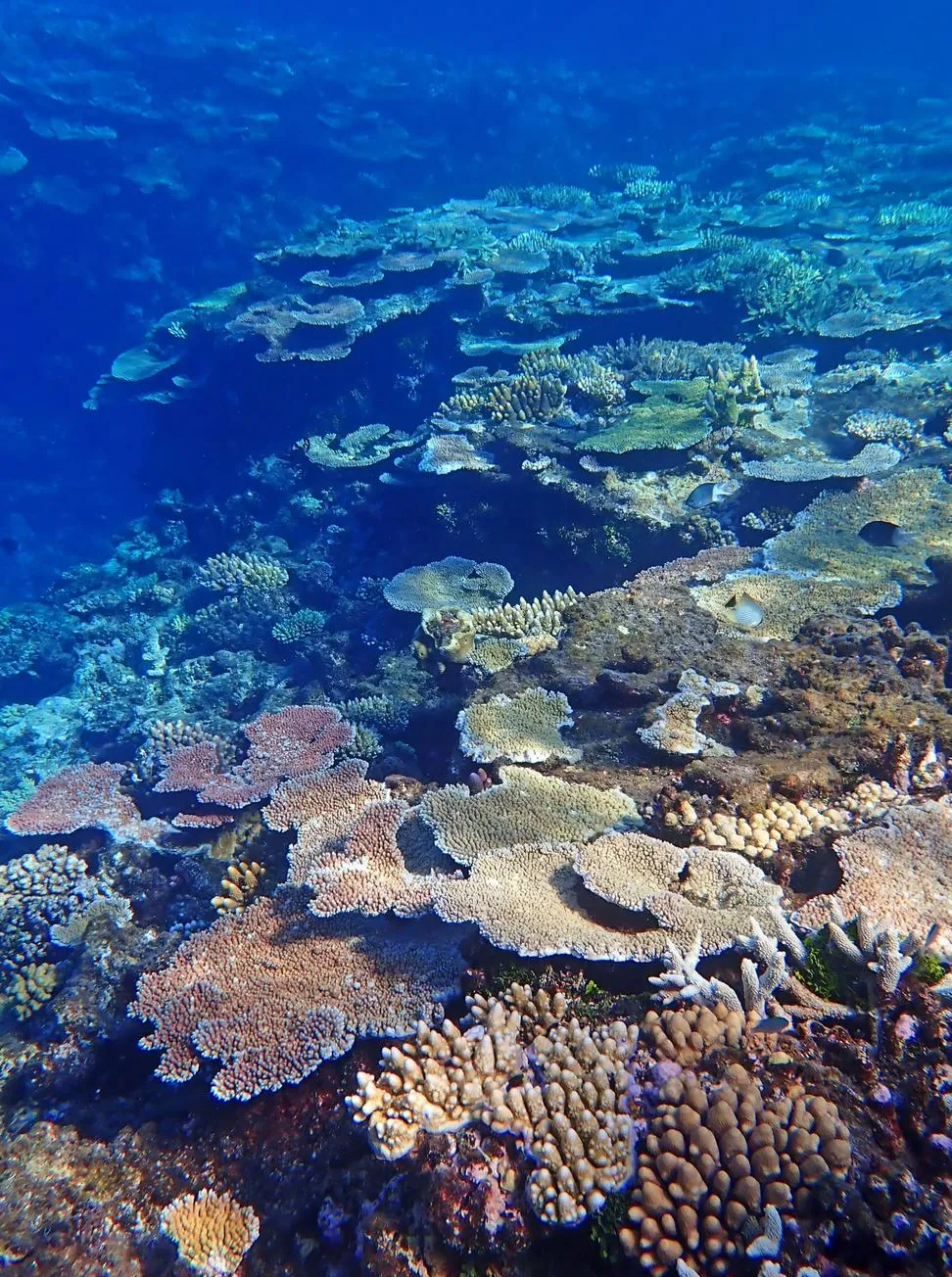 Great Barrier Reef Tours