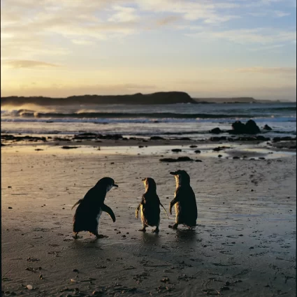 phillip island penguin tours