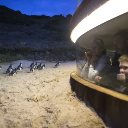 phillip island day tours