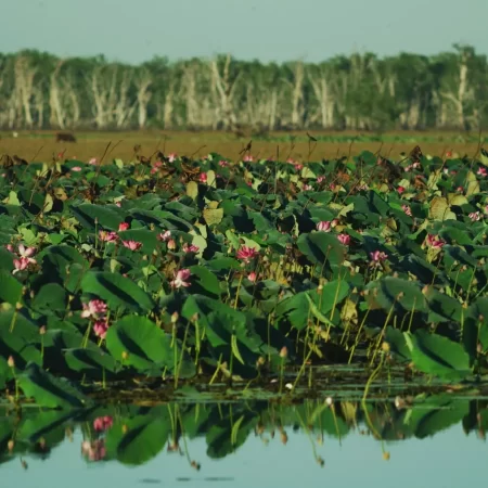 darwin kakadu tours