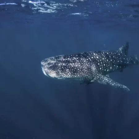 exmouth whale shark tour price