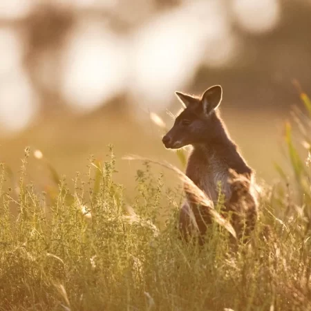 grampians hiking tour