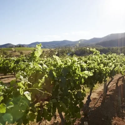 hunter valley vineyard tours