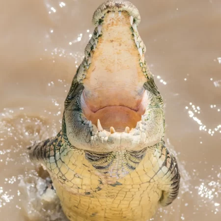 jumping crocs tour