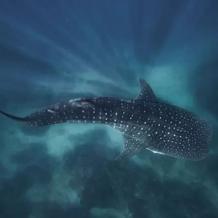 ningaloo tours