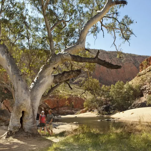 larapinta trail walking tours