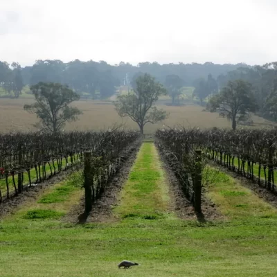 wine tours in the hunter valley
